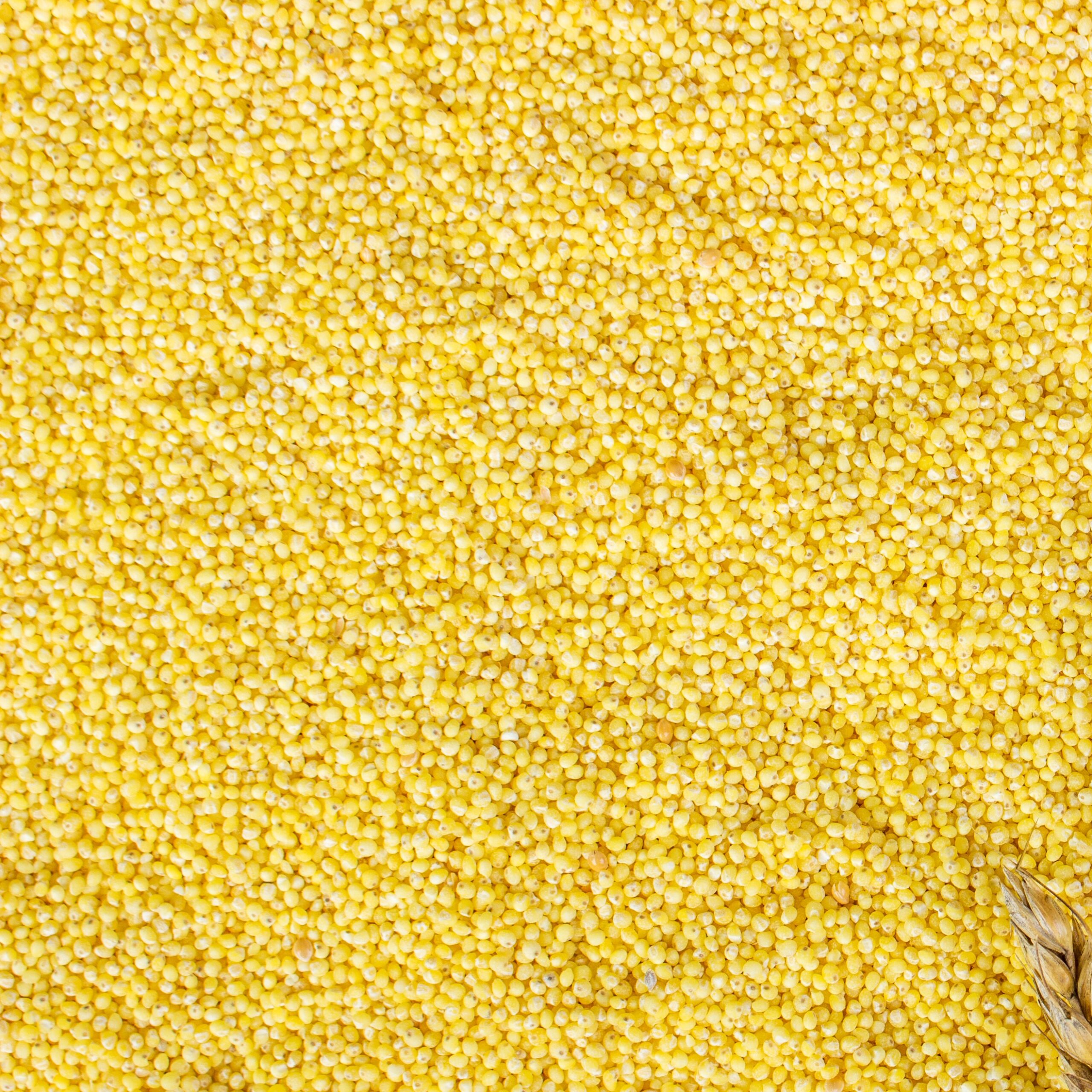 Yellow Millet